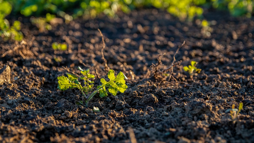 green-leafed plant