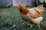 brown chicken