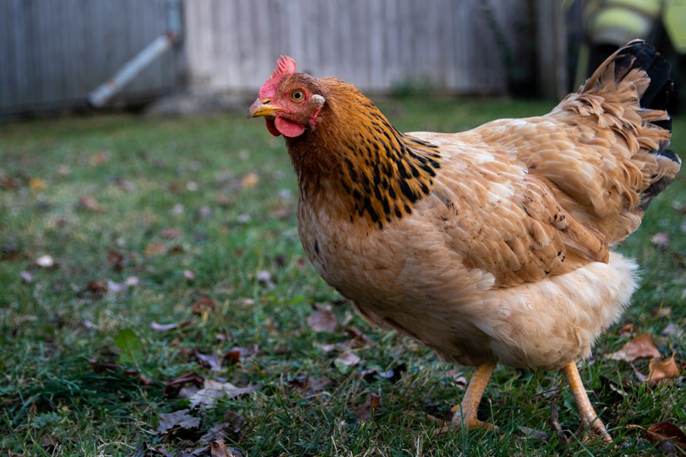 brown chicken