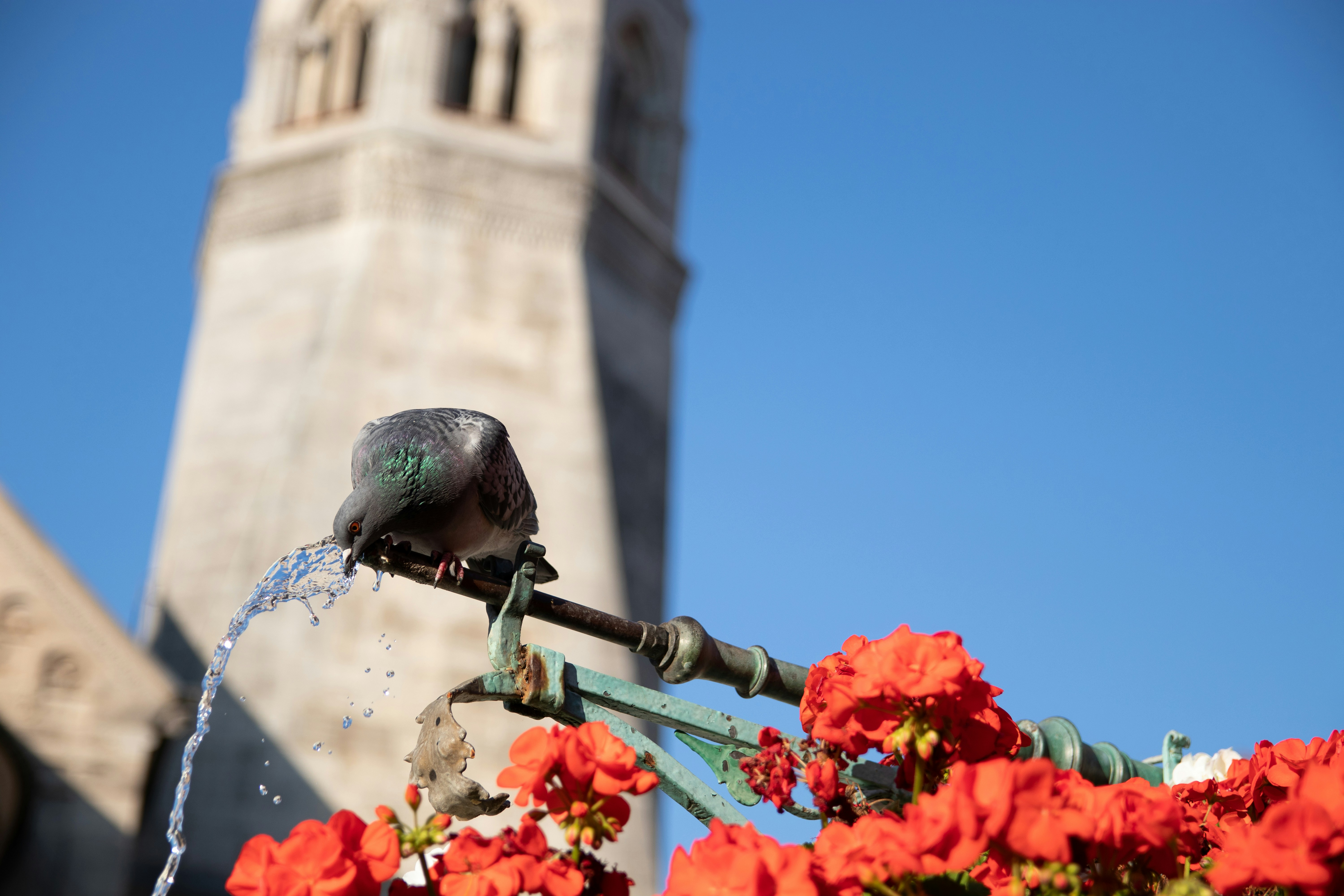 paloma gris posada en una barra de metal gris cerca de flores de pétalos anaranjados