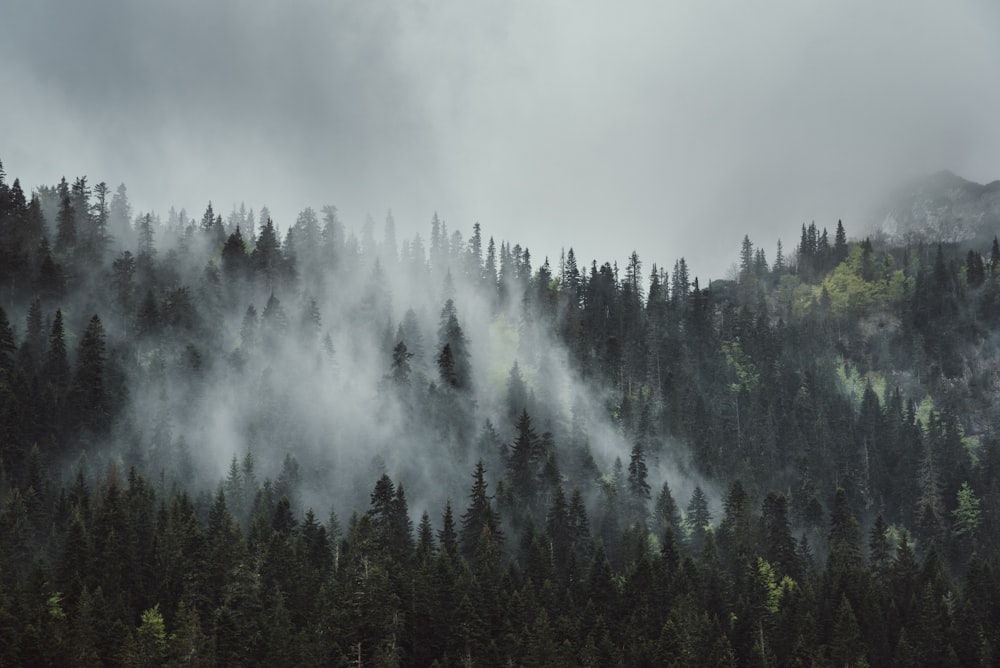 smoke coming from forest