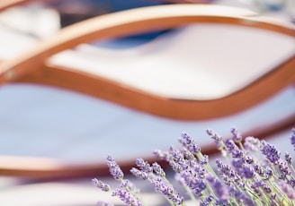 purple flowered plants