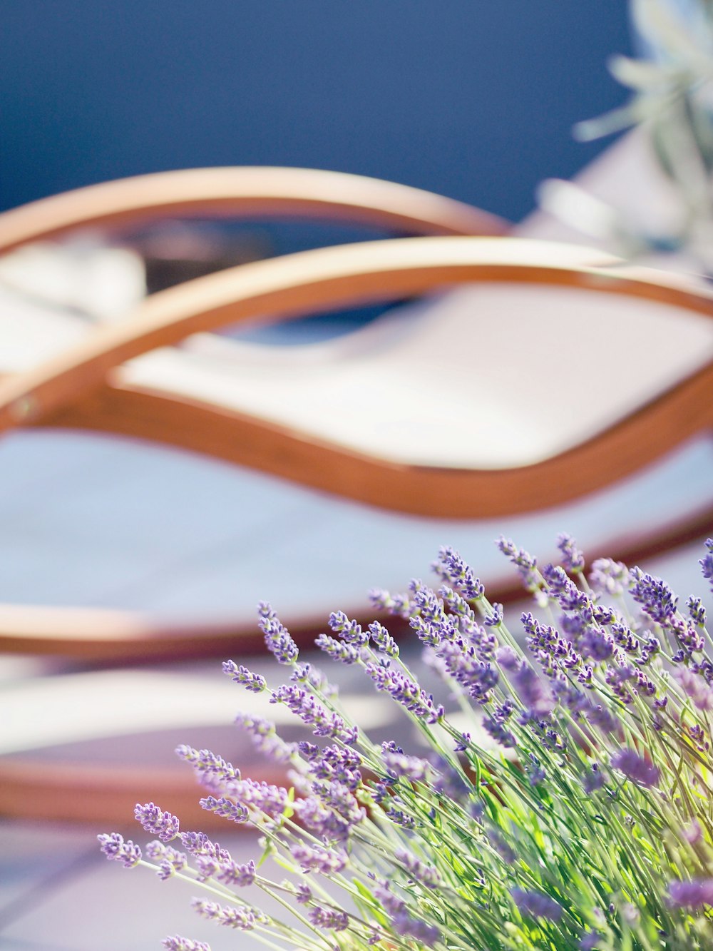 purple flowered plants