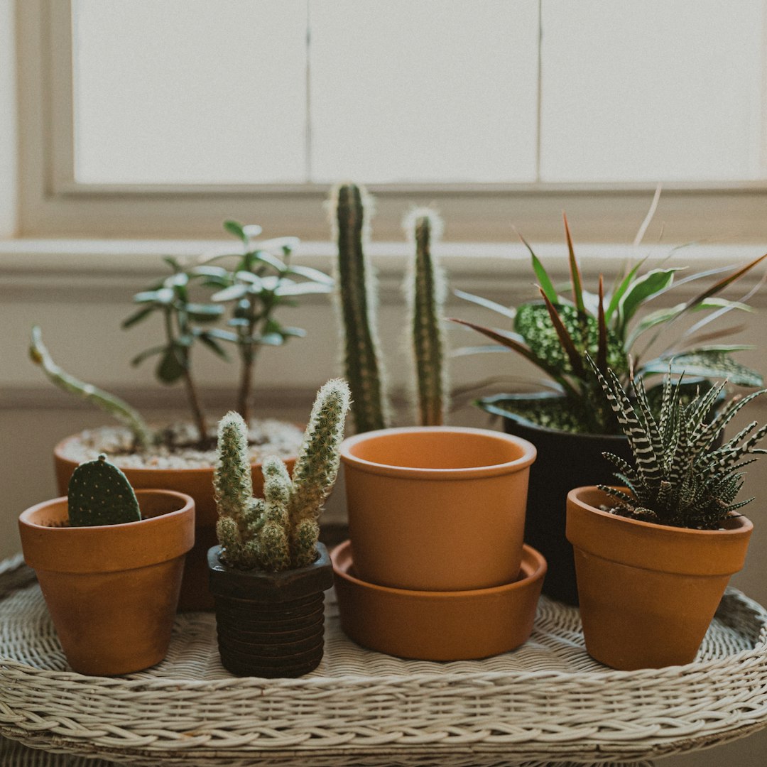 green leafed plant