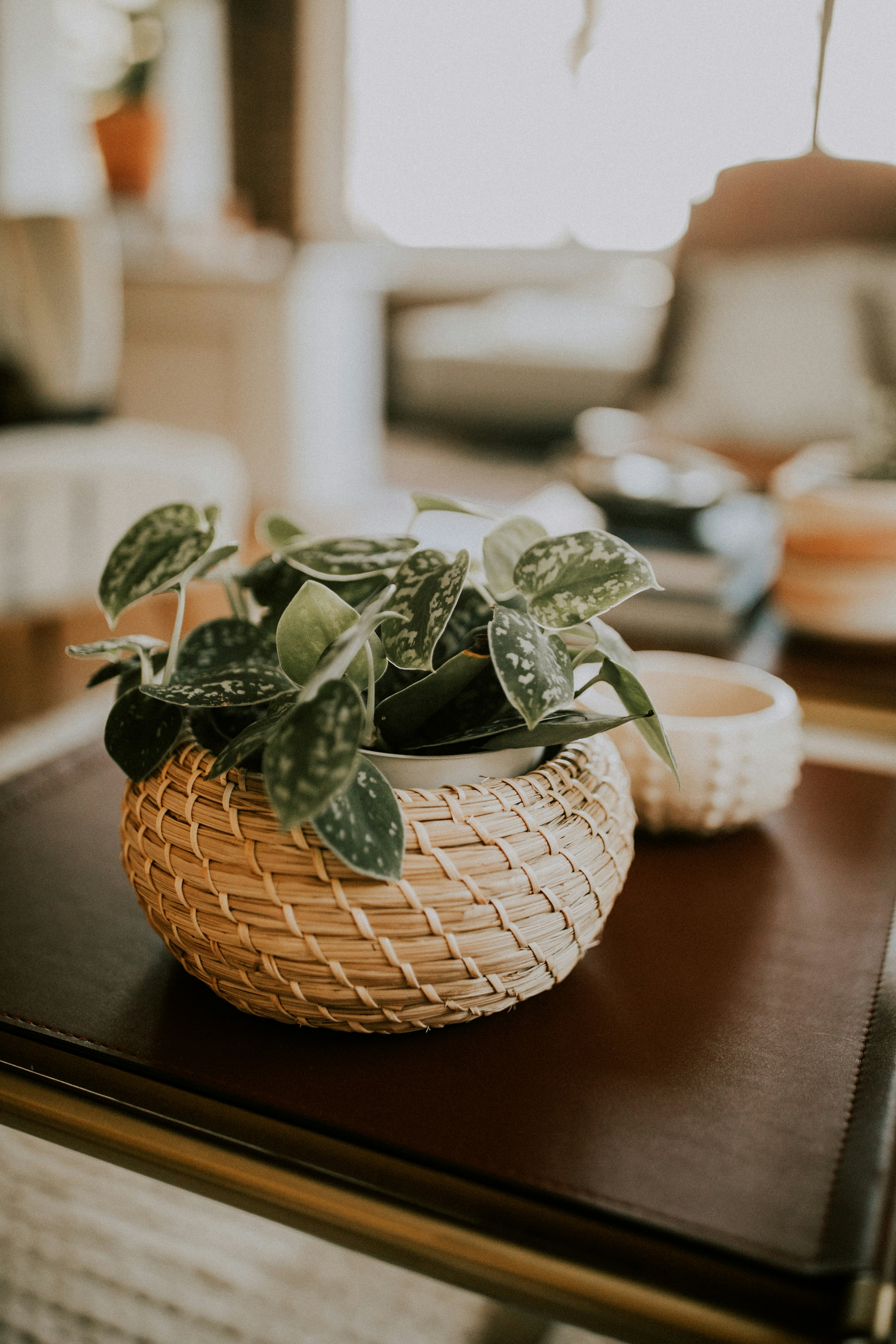 cozy living room plants