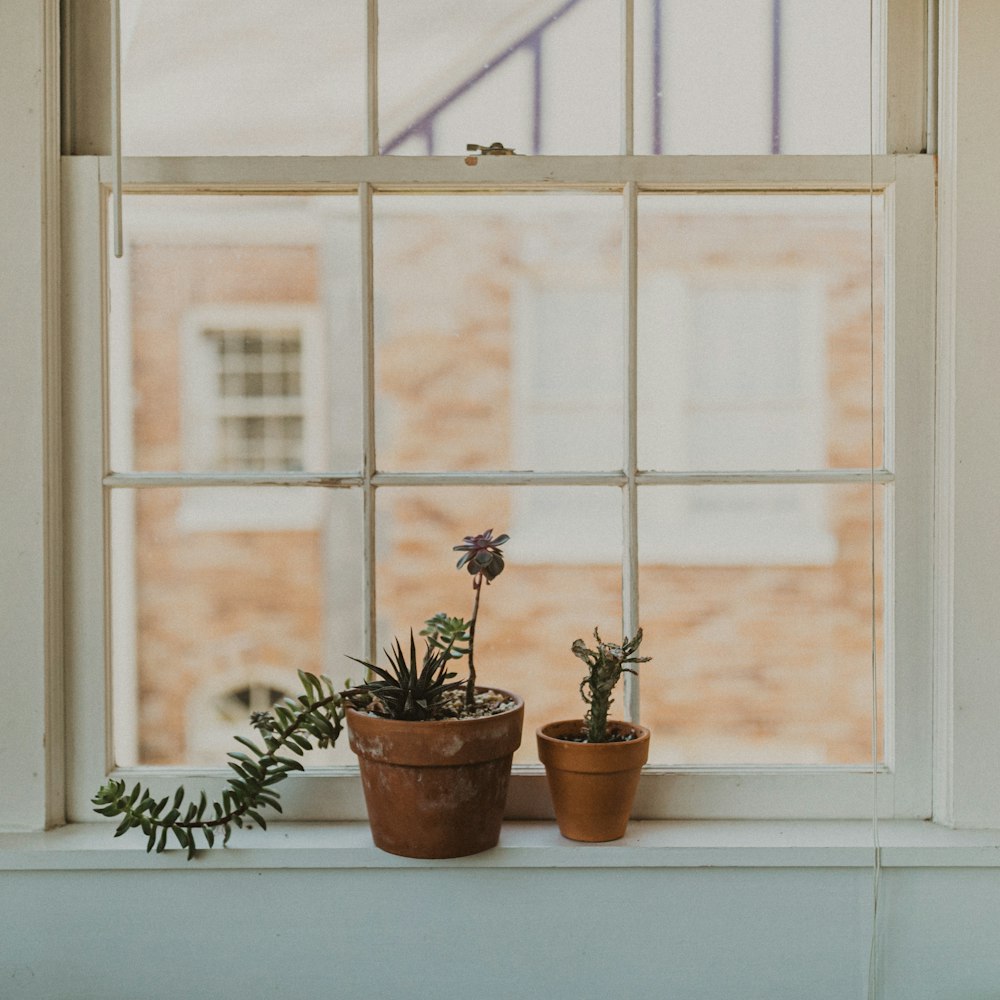 two potted plants on window sill