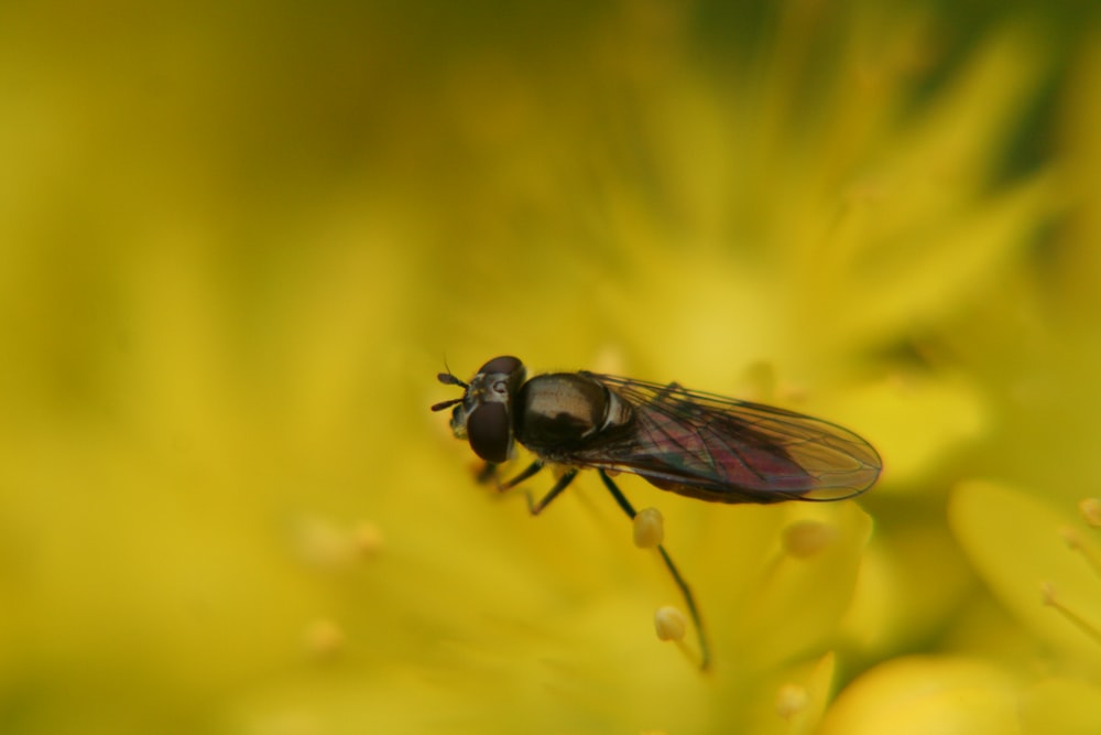 black winged insect on yellow pollen