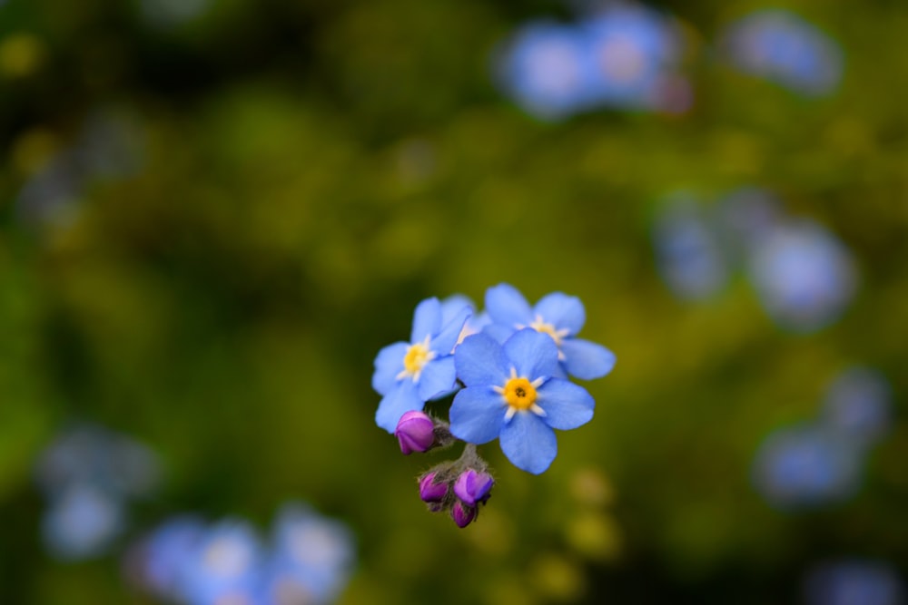 selective focus photography of purple-petaled flower