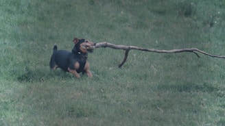 A dog pulling strongly on the leash during a walk in the park.