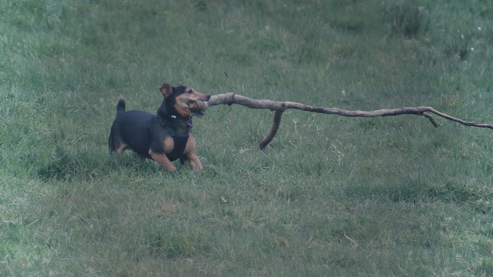 schwarzes und hellbraunes kurzes Fell kleiner Hund mit braunem Zweig im Maul