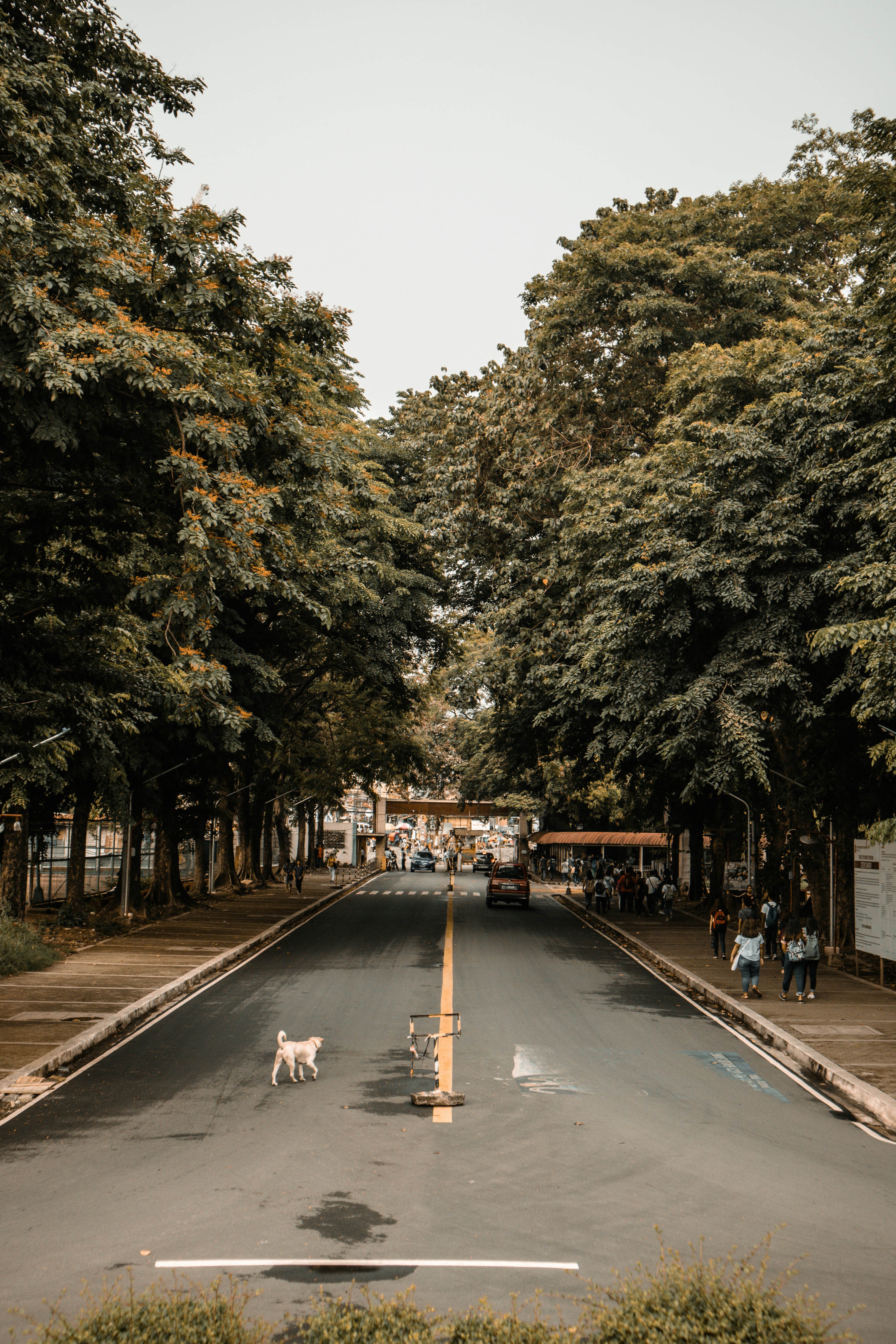 white dog on road