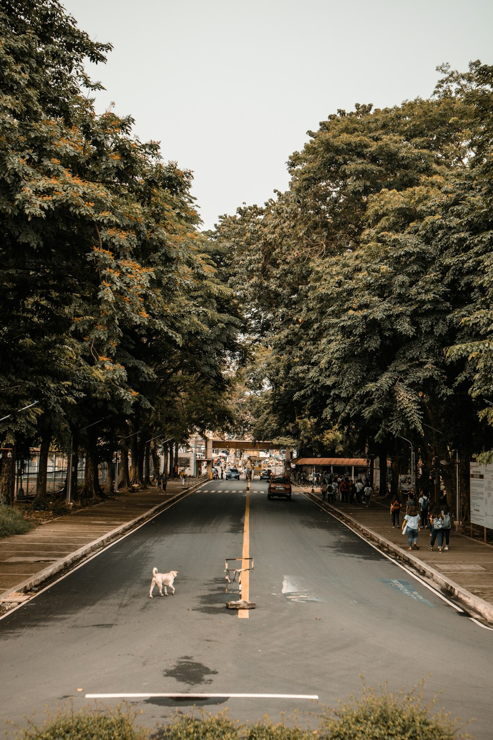 white dog on road