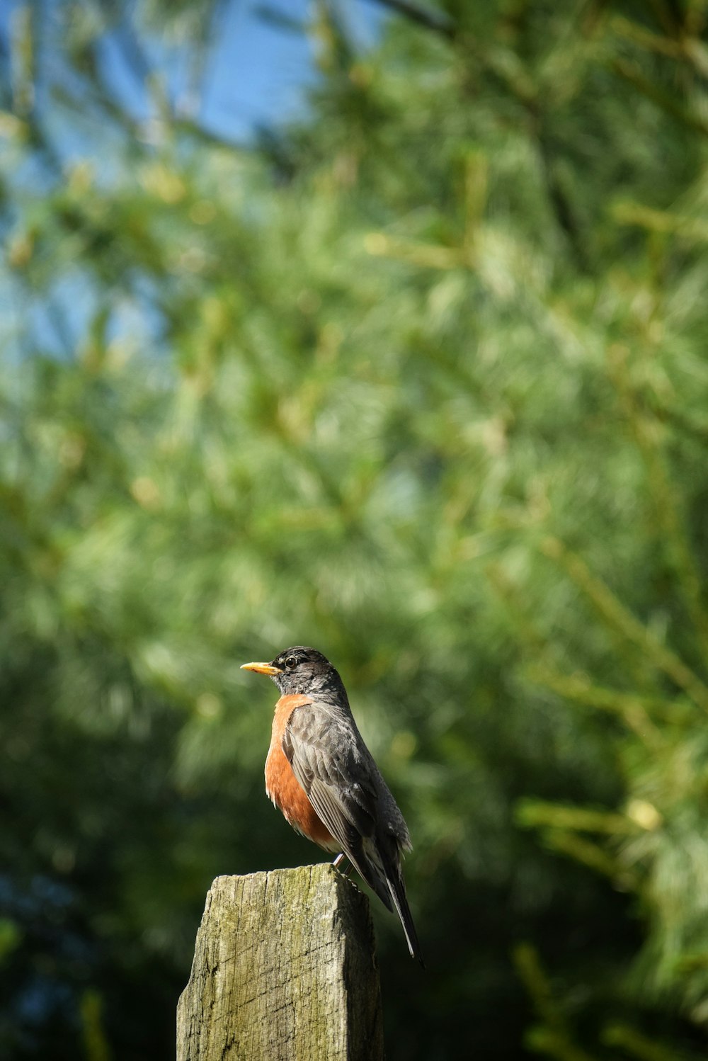 shallow focus photography of brown and black bird