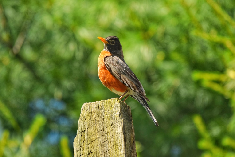 orange and black hummingbird