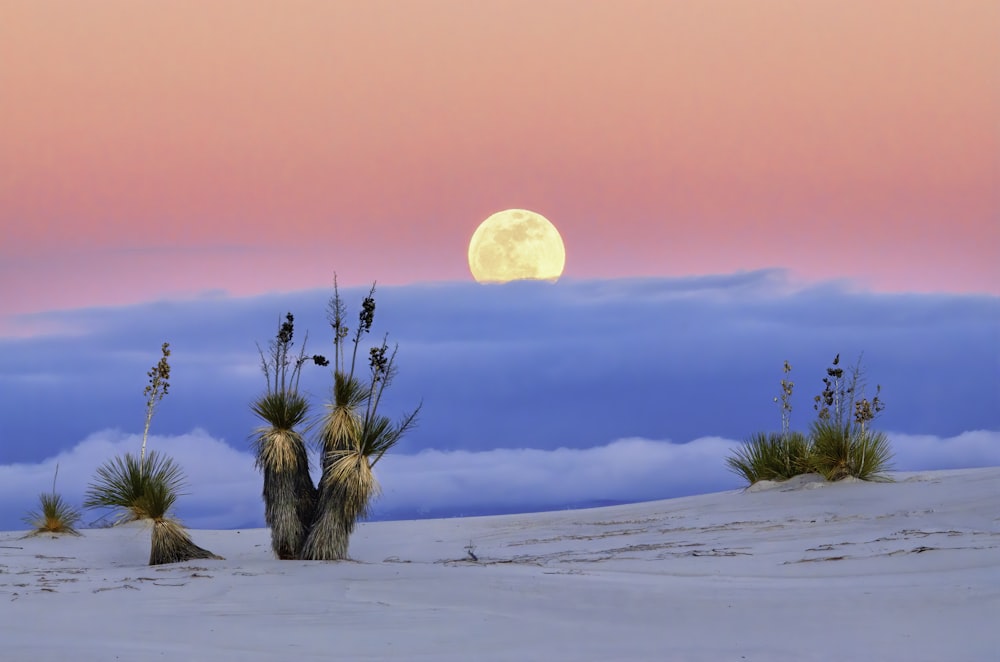 white sand