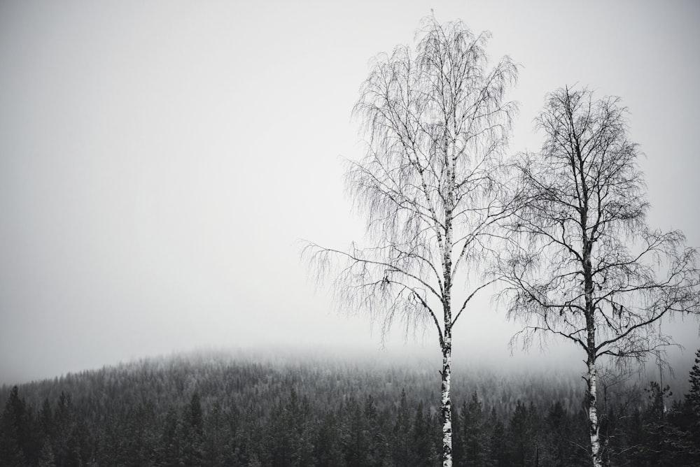 green-leafed tree