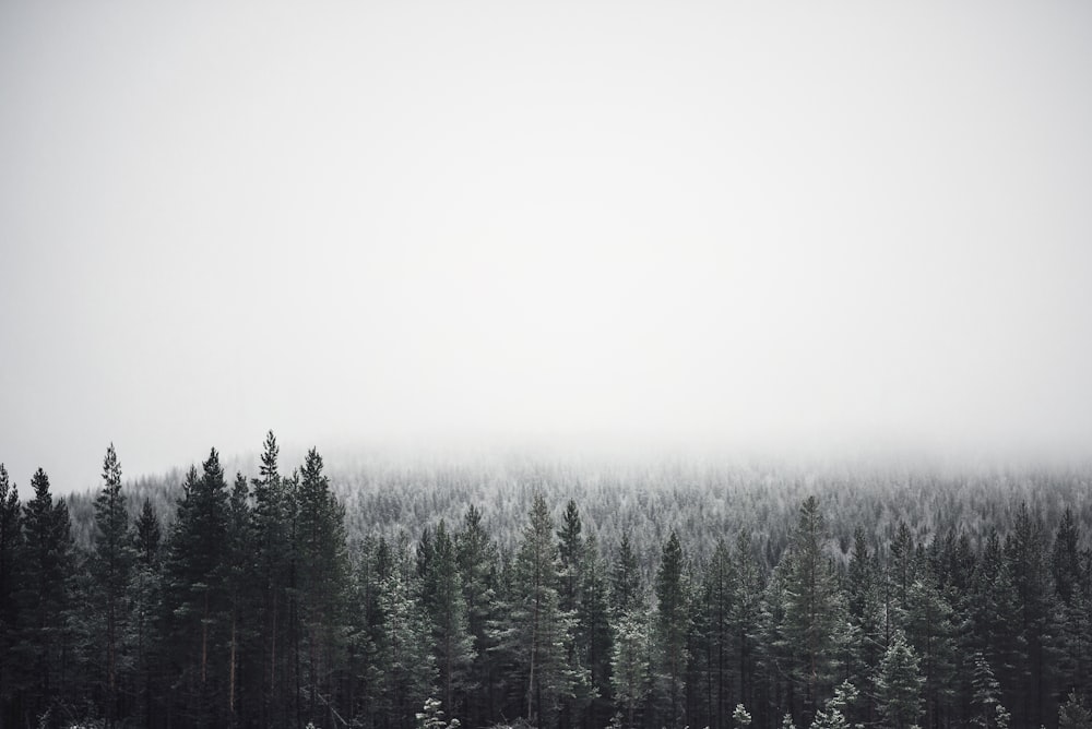 aerial view of pine trees