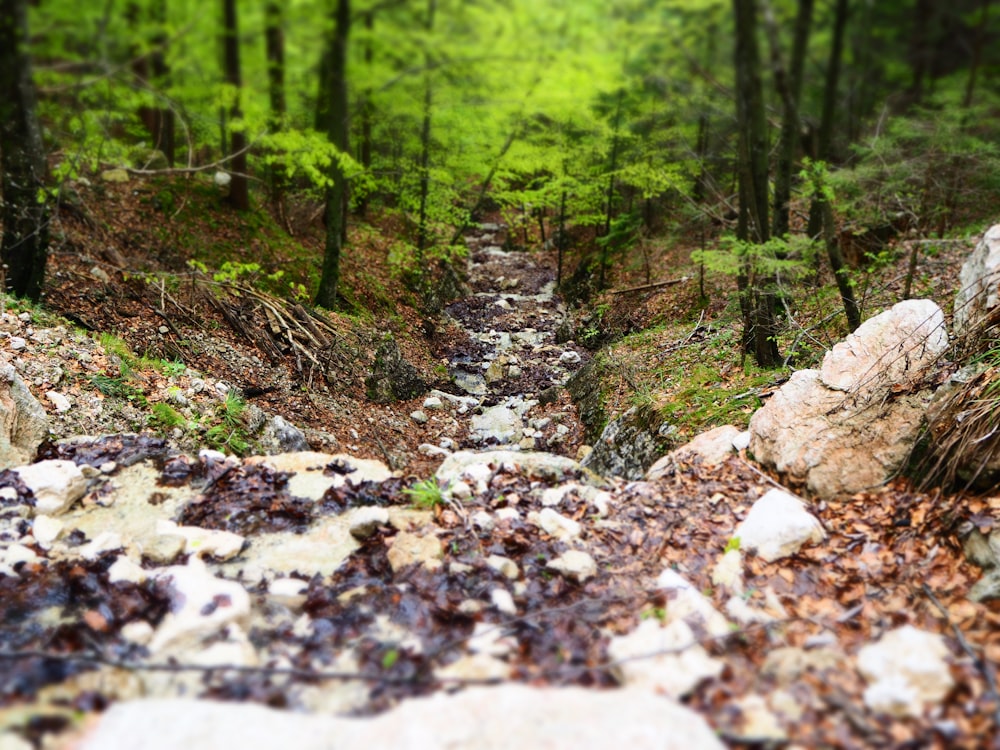 forest trees during daytime