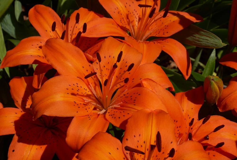 orange-petaled flower