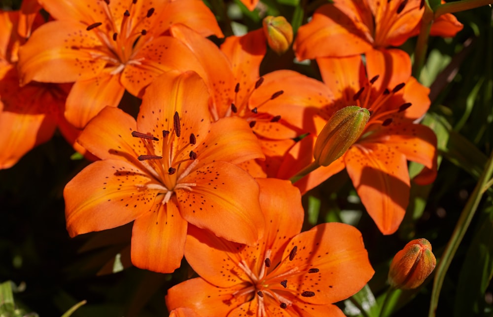 Photographie en gros plan de fleur de lys orange