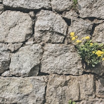 yellow-petaled flower