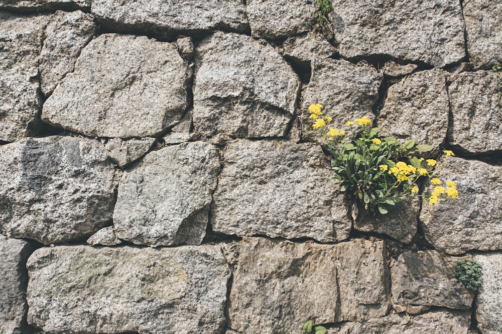 yellow-petaled flower