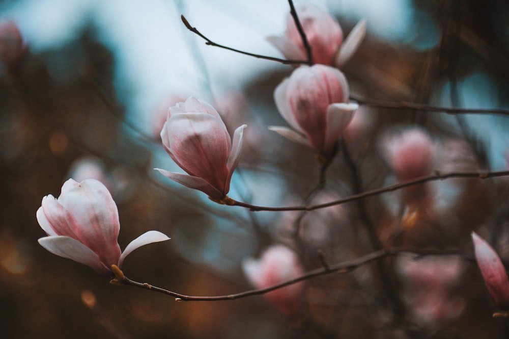 foto di messa a fuoco selettiva di fiori di ciliegio