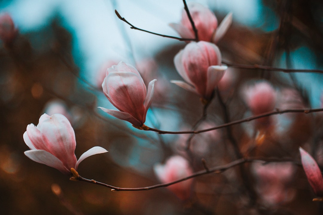 selective focus photo of cherry blossoms