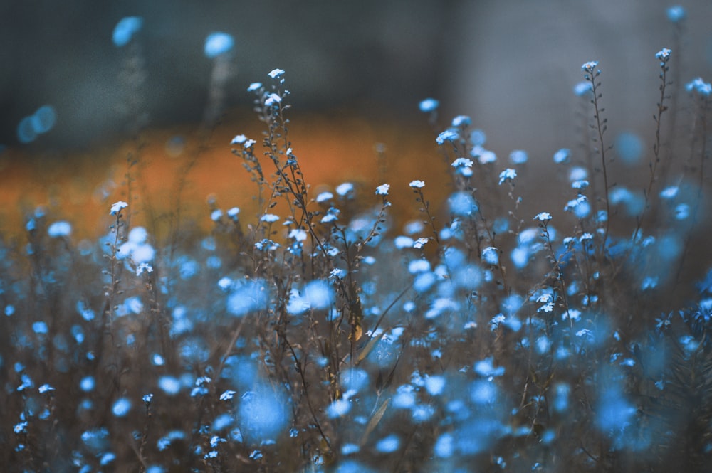 blue flowers in bloom