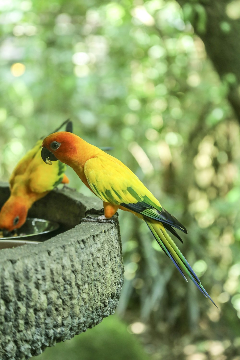 dois pássaros amarelos e vermelhos