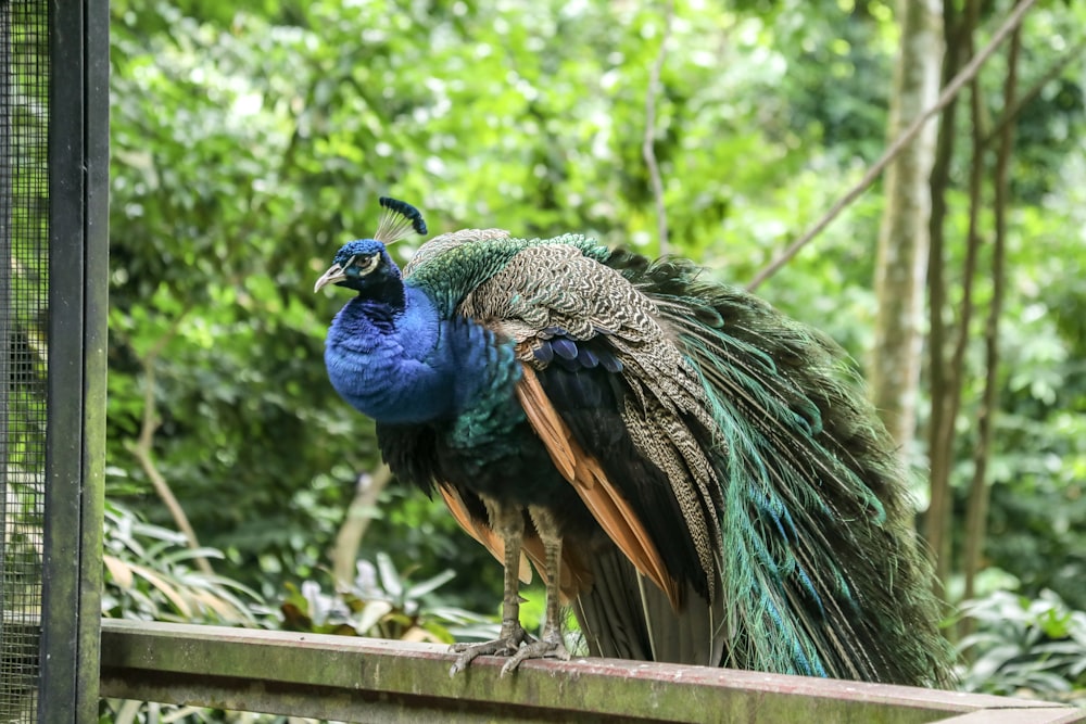 blue peacock