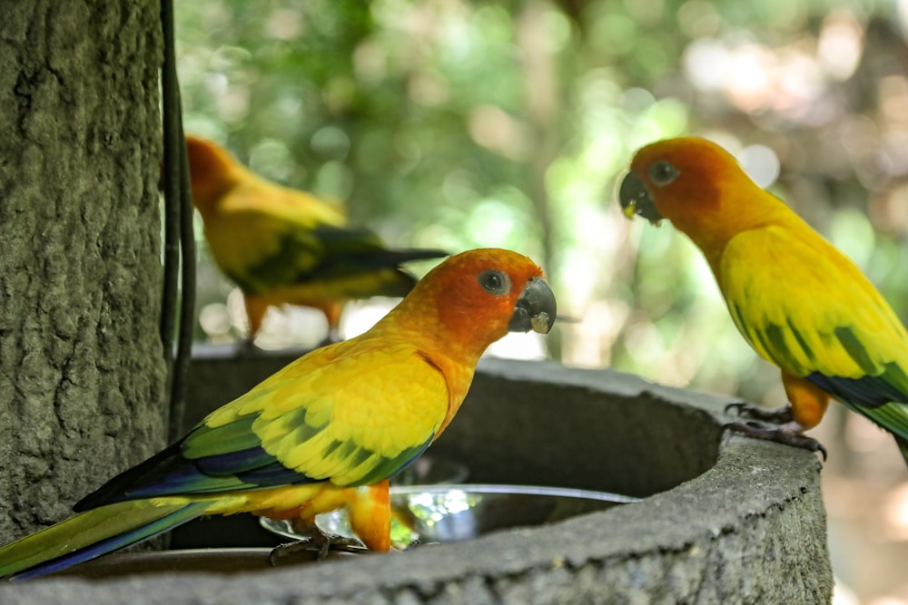 shallow focus photography of three yellow-and-green birds