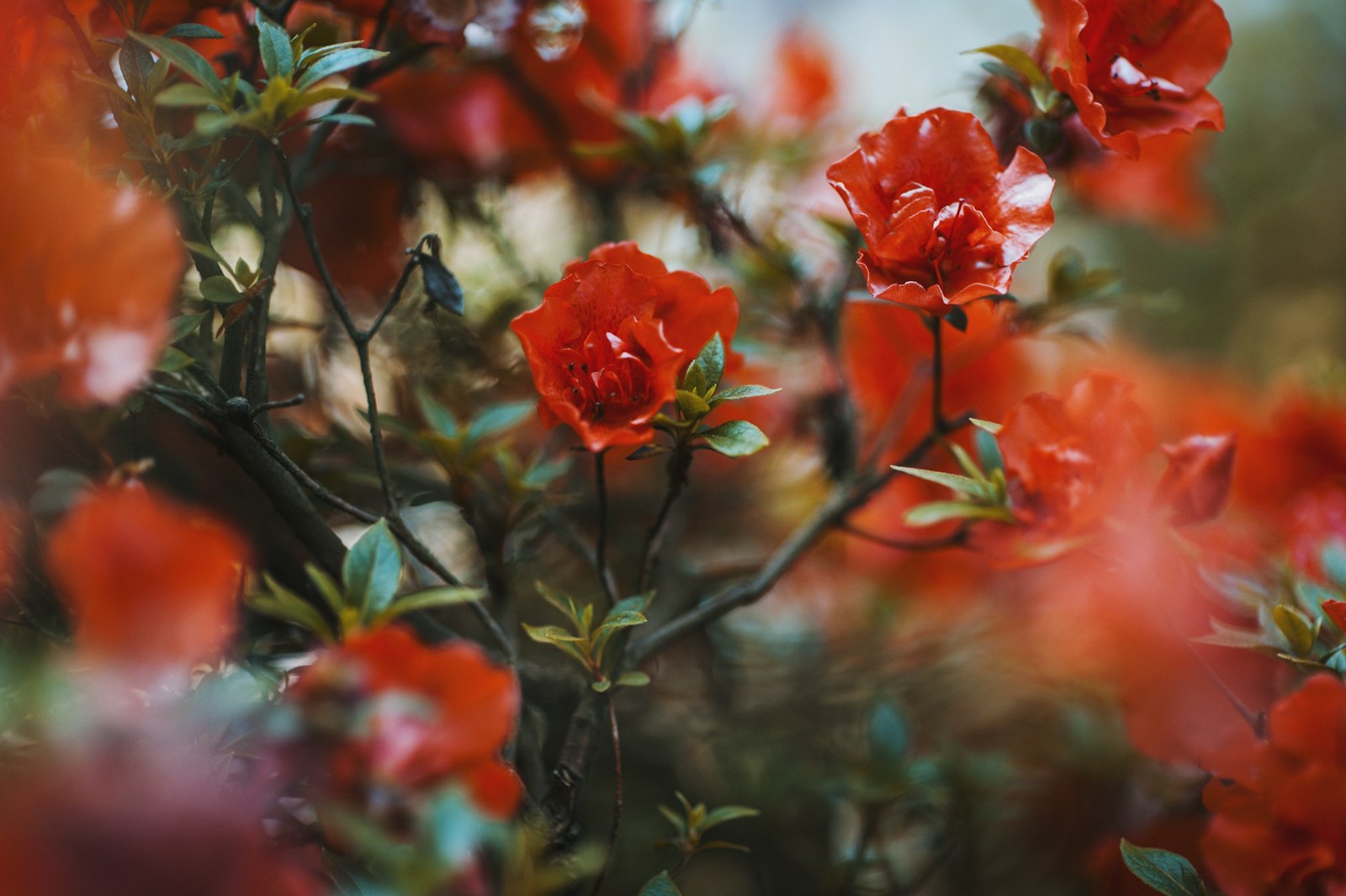 Nikon D700 + Sigma 85mm F1.4 EX DG HSM sample photo. Red petaled flowers photography