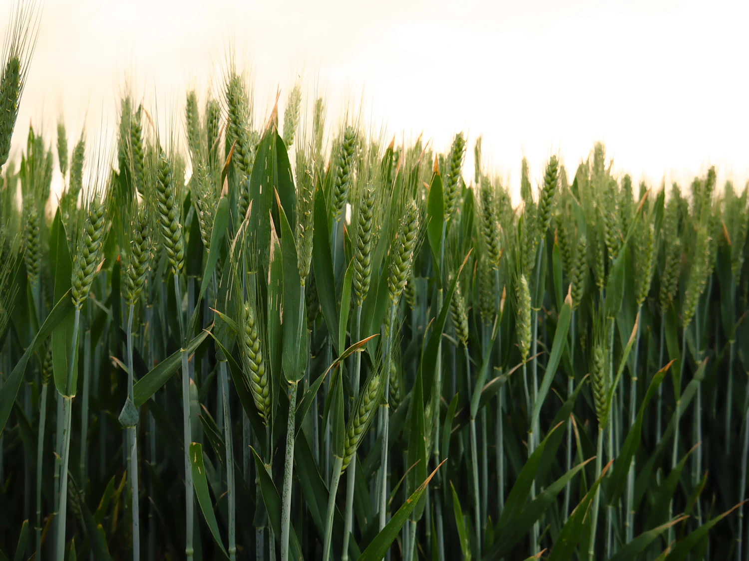 Young wheat still green, standing against a bright white sky