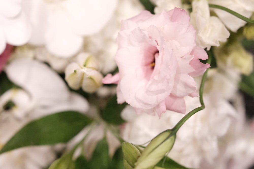 pink-petaled flower