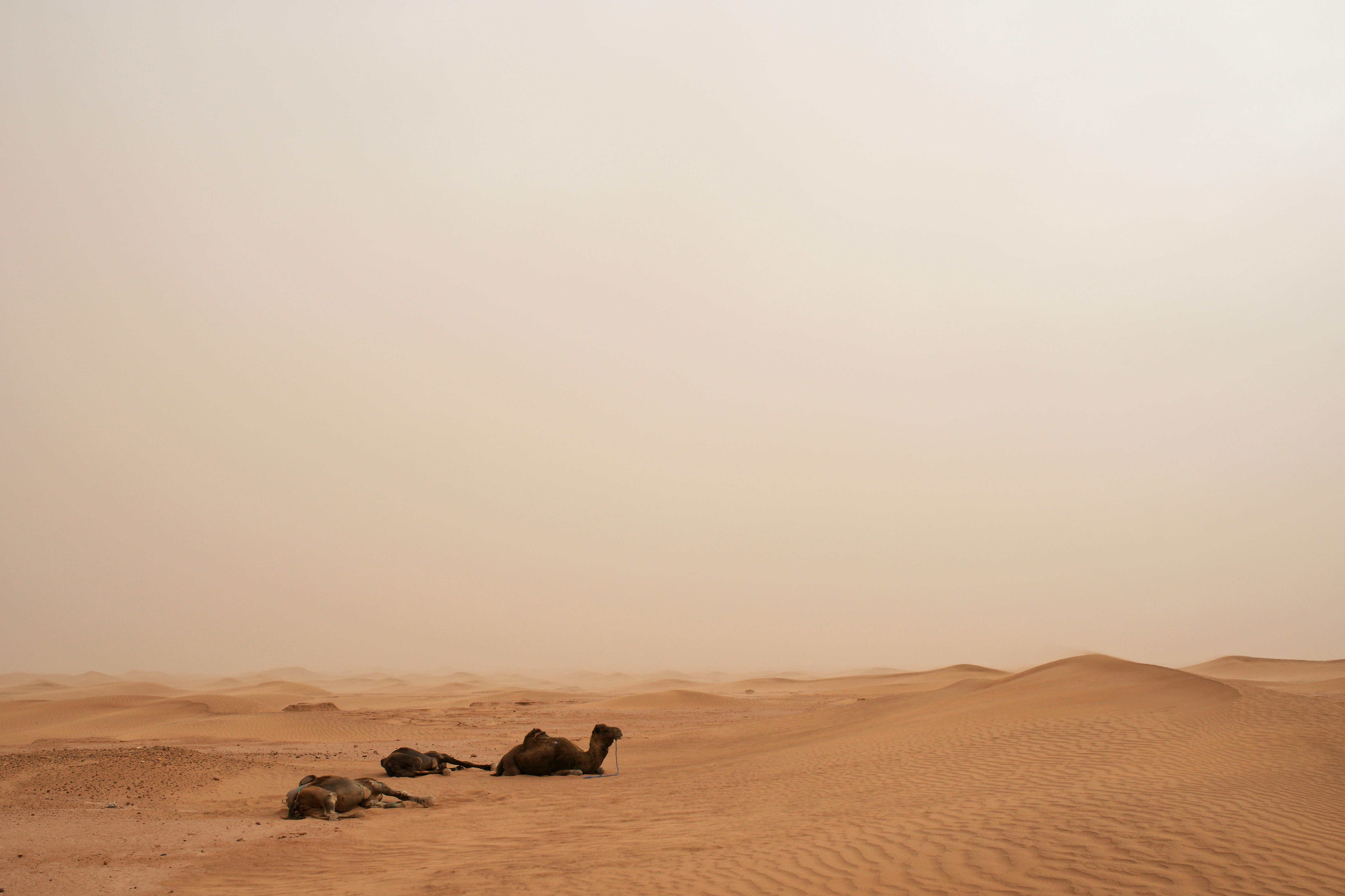 Photo by wolfgang_hasselmann