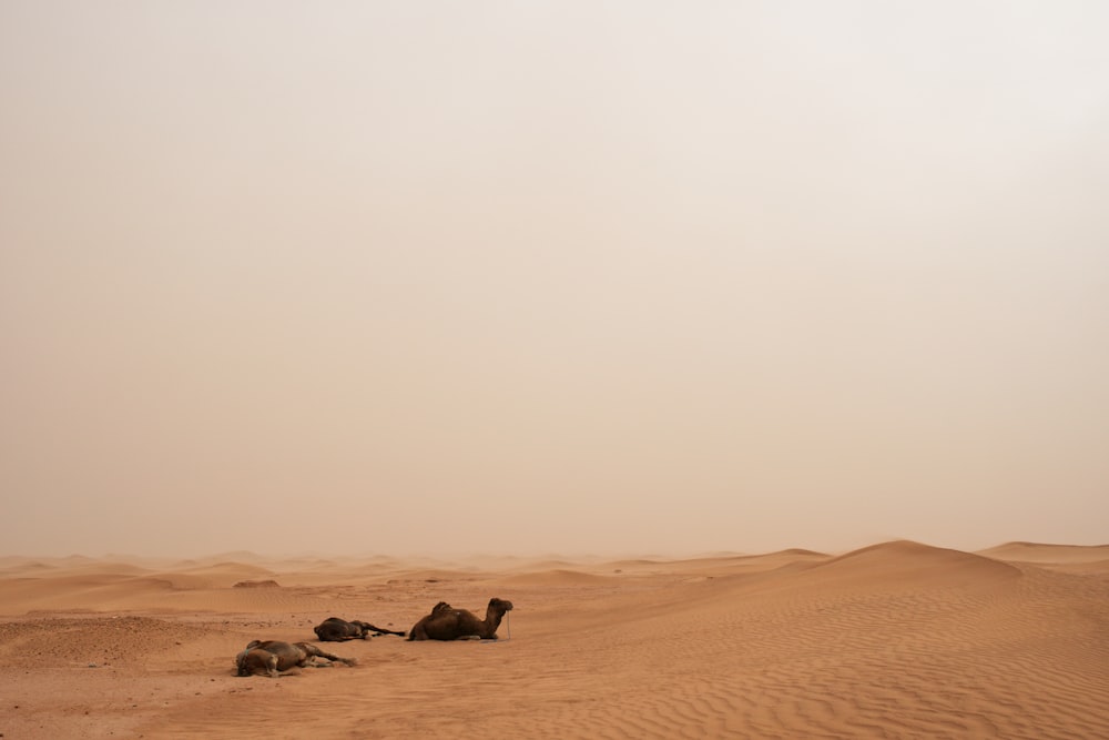 two camels laying down in the middle of a desert