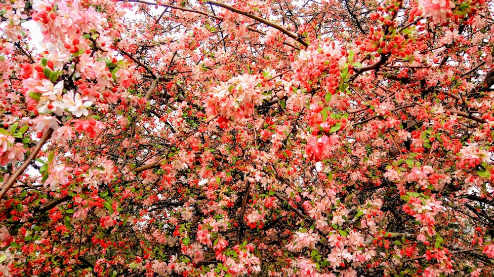Flores de árboles multicolores en flor