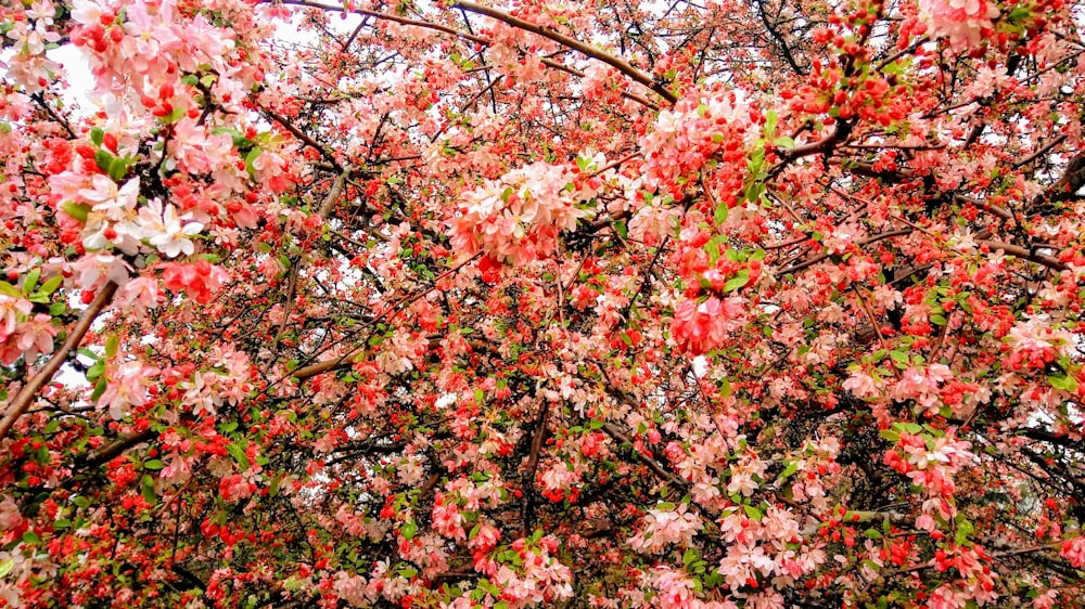 色とりどりの花が咲く