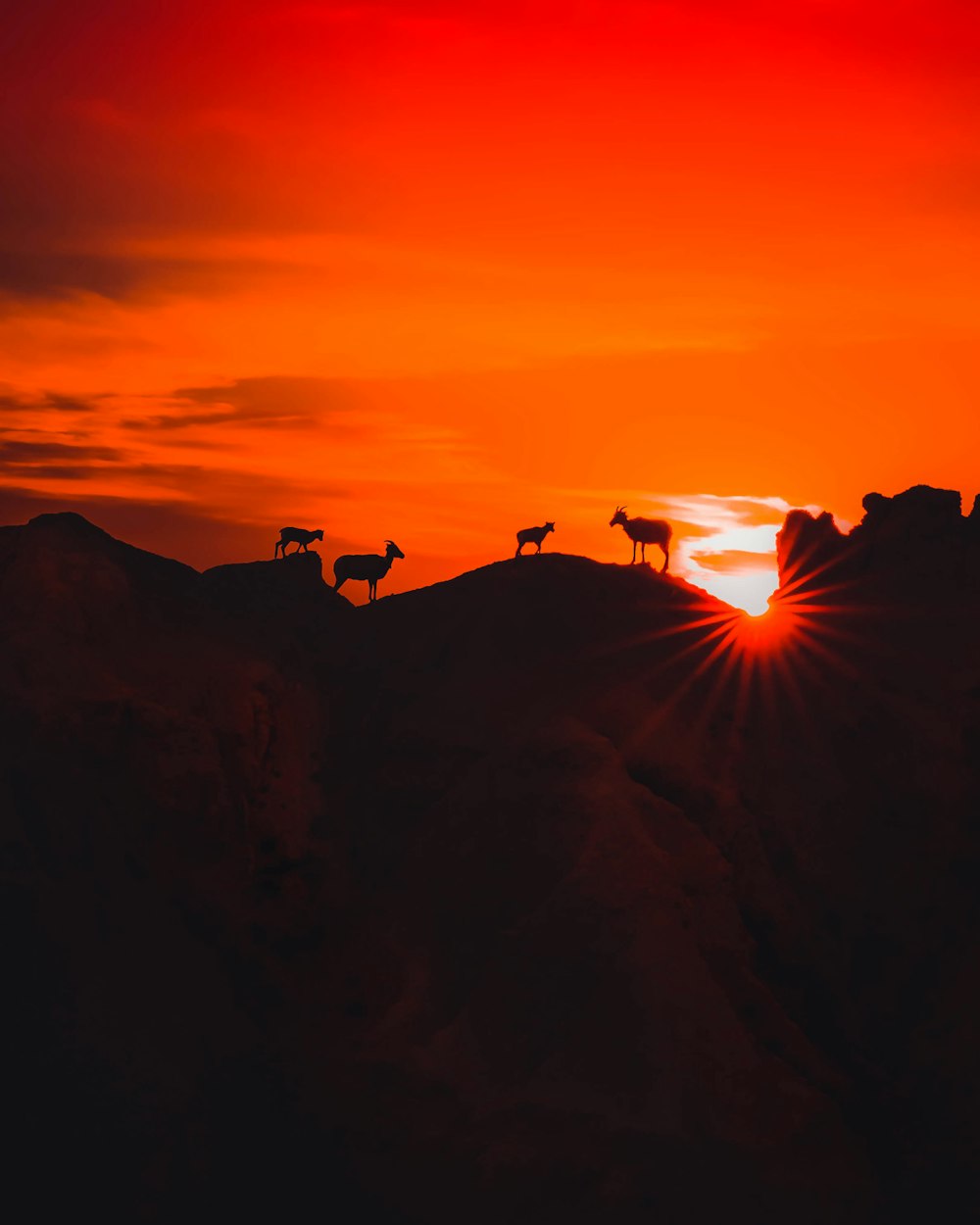 four animals standing on high ground during golden hour