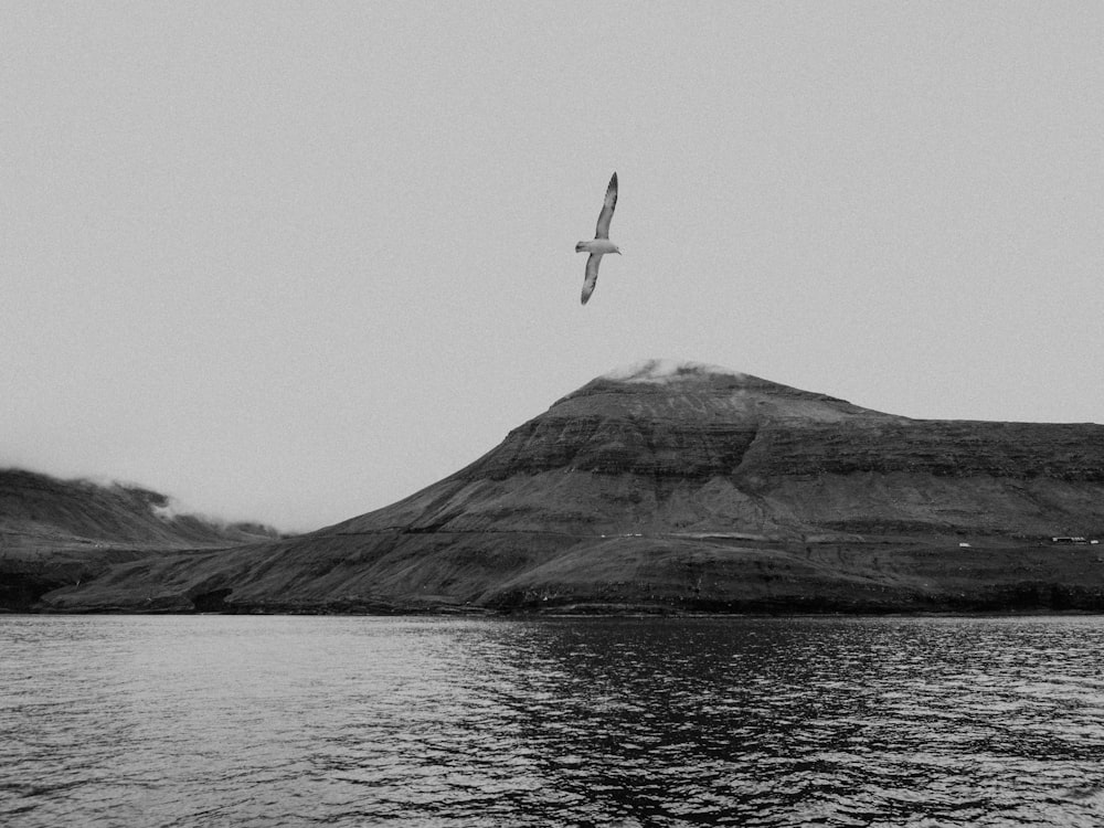 flying seagull near cliff