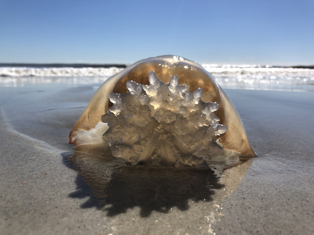 brown sea creature on seashore