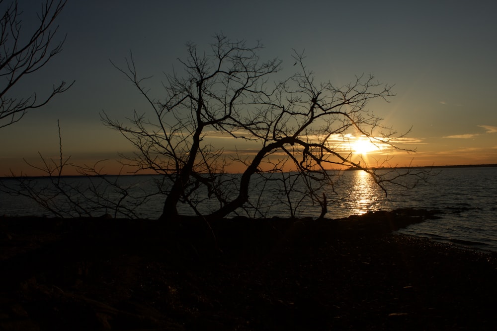 bare tree near body of water