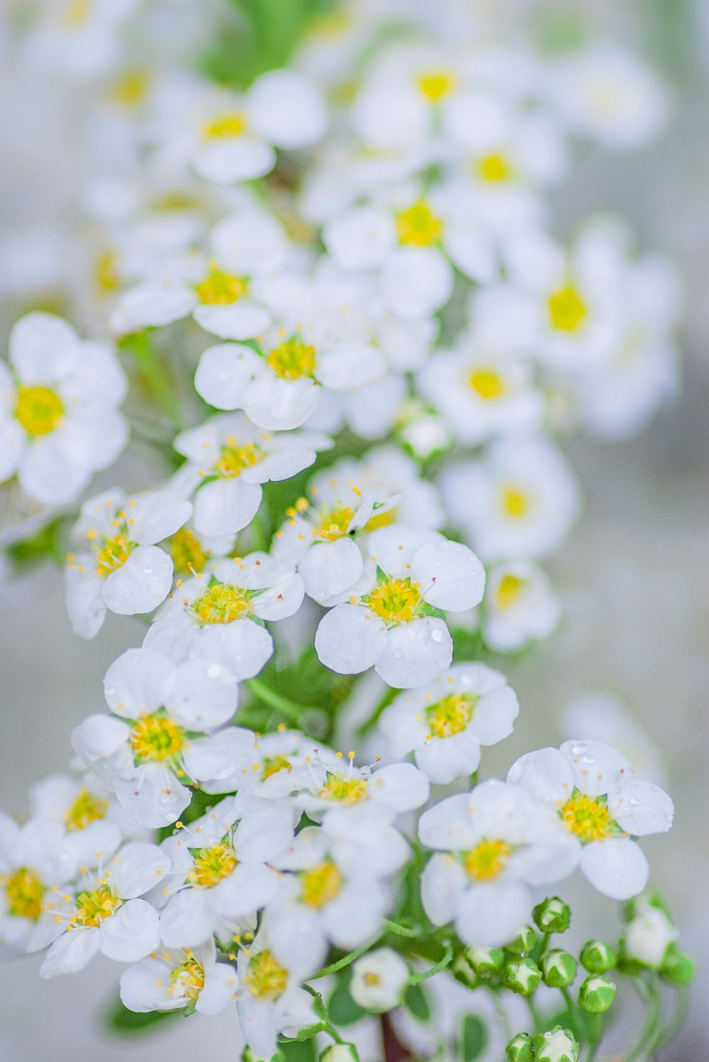 white and yellow flowers