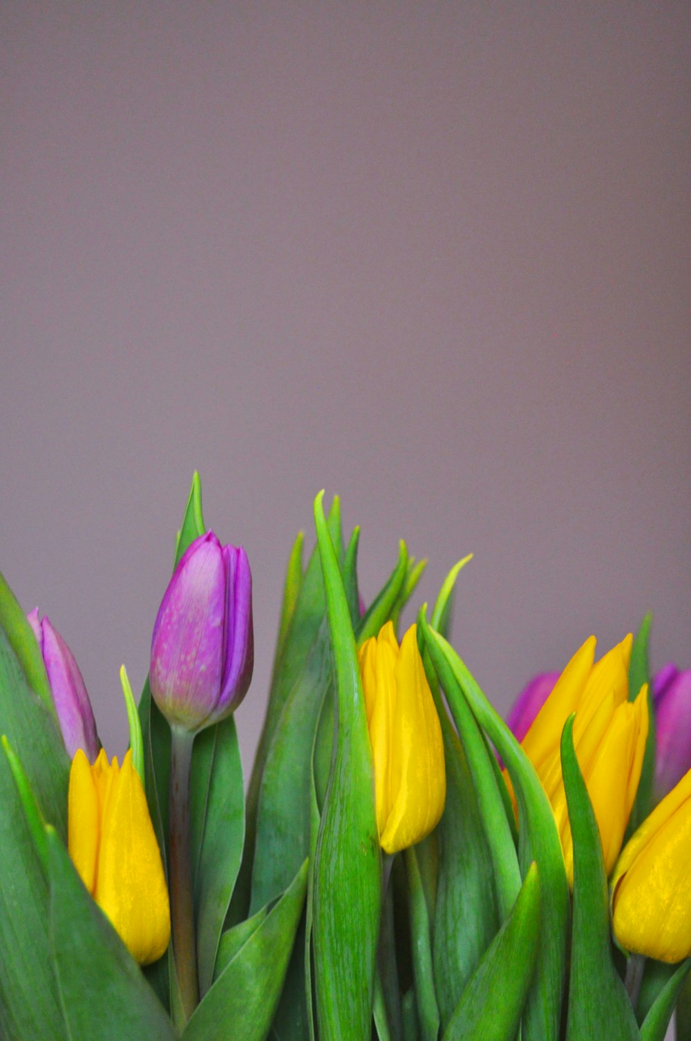 purple-petaled flower