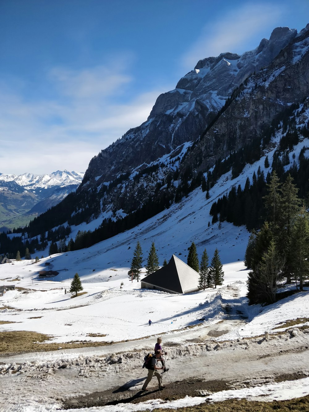 field of trees on mountain