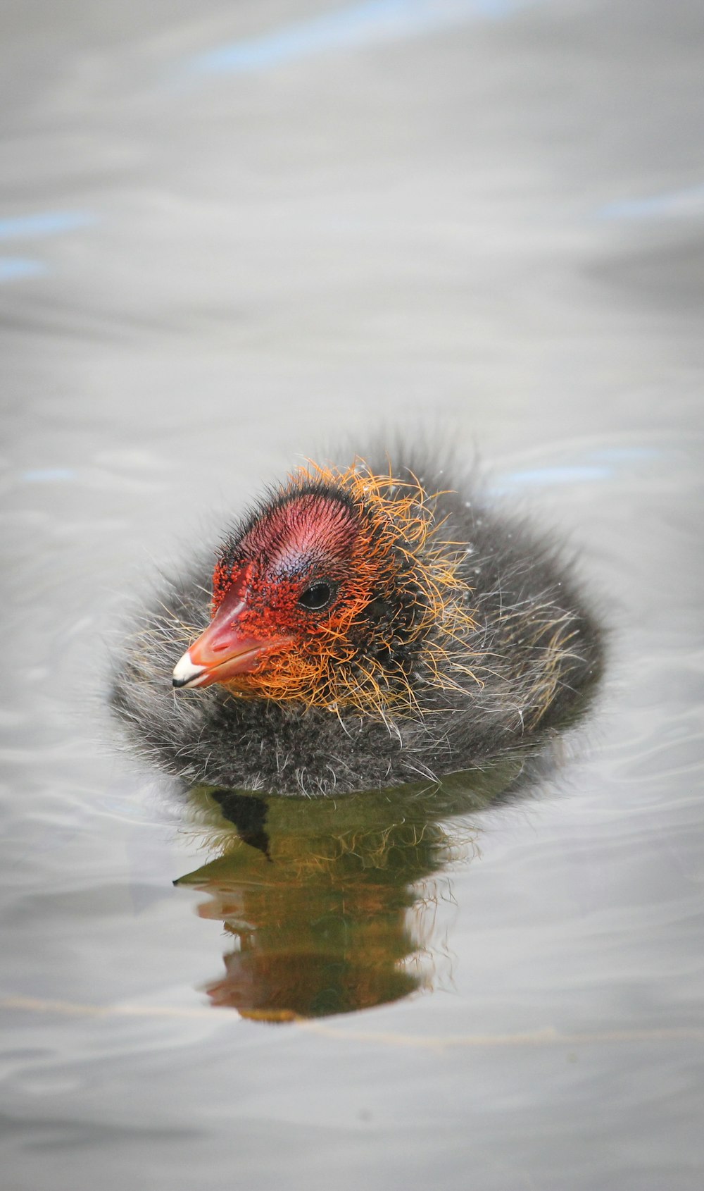 uccello nero e rosso sullo specchio d'acqua