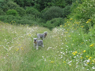 Two dogs exploring a colorful meadow filled with wildflowers under a bright blue sky.