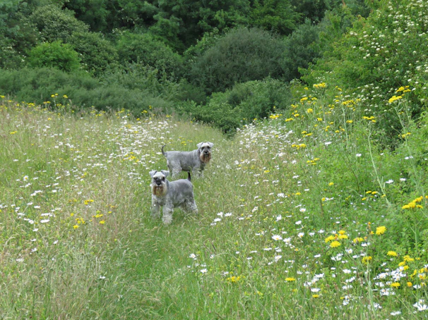 Two dogs exploring a colorful meadow filled with wildflowers under a bright blue sky.
