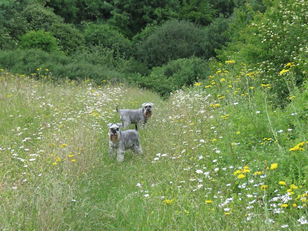 zwei graue Hunde auf dem Feld